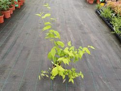 Kerria japonica - Rosa japonesa