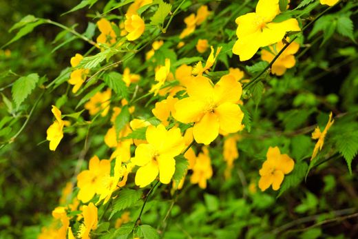 Kerria japonica - rosa japonesa