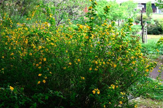 Kerria japonica - Rosa japonesa