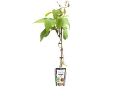 Kiwi jaune - Actinidia chinensis Gold