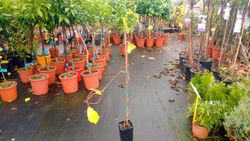 Kiwi autofértil, Actinidia Jenny