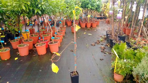 Kiwi autofértil, Actinidia Jenny