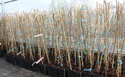 Kiwi autofértil, Actinidia Jenny