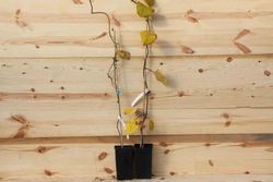 Kiwi autofértil, Actinidia Jenny