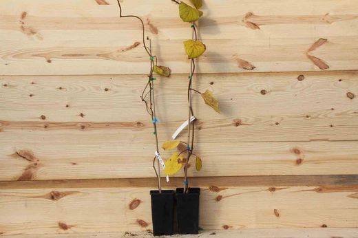 Kiwi autofértil, Actinidia Jenny