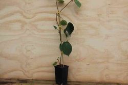 Kiwi fêmea em vaso, Actinidia chinensis Hayward