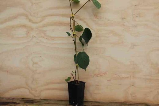 Kiwi fêmea em vaso, Actinidia chinensis Hayward