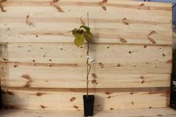 Kiwi fêmea em vaso, Actinidia chinensis Hayward