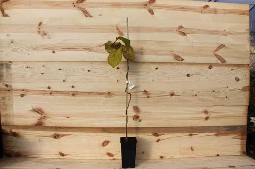 Kiwi fêmea em vaso, Actinidia chinensis Hayward