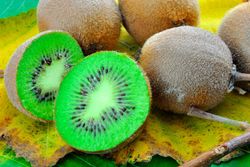 Kiwi fêmea em vaso, Actinidia chinensis Hayward