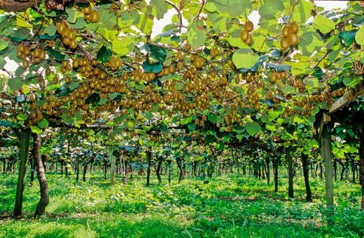 Kiwi fêmea em vaso, Actinidia chinensis Hayward