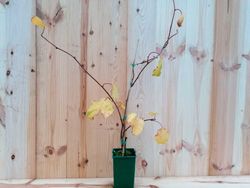 Kiwi macho, Actinidia chinensis Tomuri