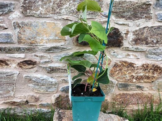 Kiwi macho, Actinidia chinensis Tomuri