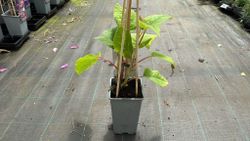Kiwi macho, Actinidia deliciosa Atlas