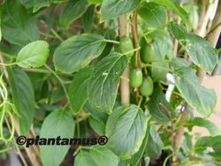 Mini Kiwi autofertile - Actinidia arguta "Issai"