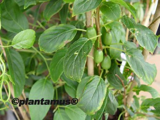 Mini Kiwi autofertile - Actinidia arguta "Issai"