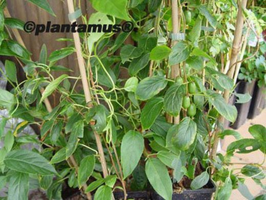 Mini Kiwi autofertile - Actinidia arguta "Issai"