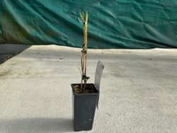 Mini Kiwi autofertile - Actinidia arguta "Issai"