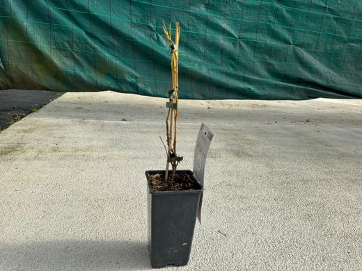 Mini Kiwi autofertile - Actinidia arguta "Issai"