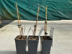 Mini Kiwi autofertile - Actinidia arguta "Issai"