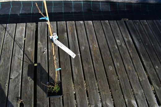 Issai auto-fértil do kiwiño, Actinidia arguta 'Issai'
