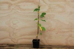 Issai auto-fértil do kiwiño, Actinidia arguta 'Issai'