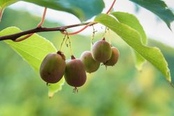 Issai auto-fértil do kiwiño, Actinidia arguta 'Issai'