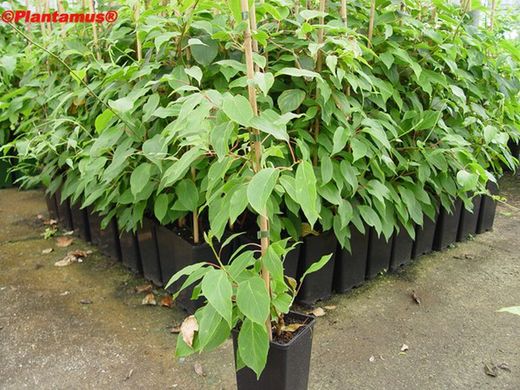 Kiwi femia, Actinidia arguta