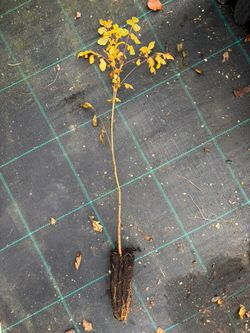 Koelreuteria paniculata - Árbol de los Farolillos