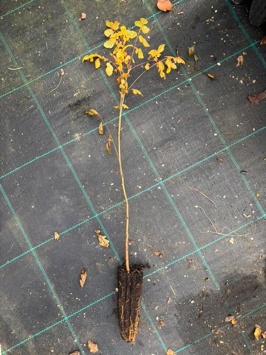 Koelreuteria paniculata - Árbol de los Farolillos