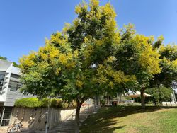 Koelreuteria paniculata - Árbol de los Farolillos