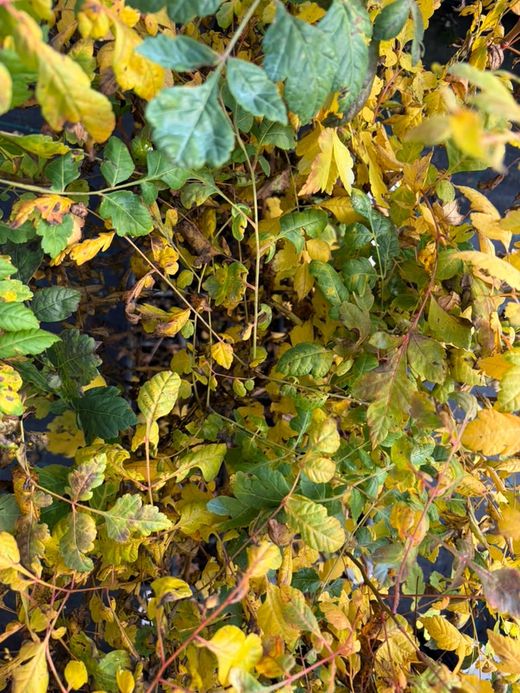 Koelreuteria paniculata - Árbol de los Farolillos