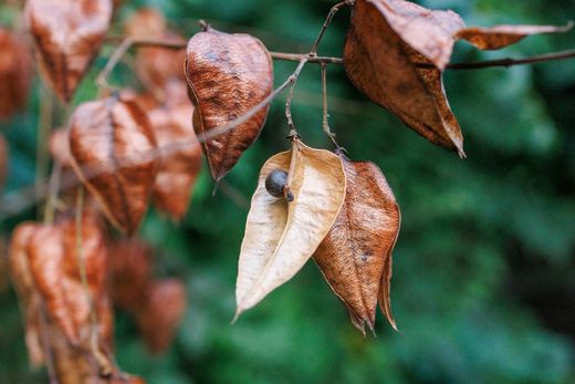Koelreuteria paniculata - Árbol de los Farolillos