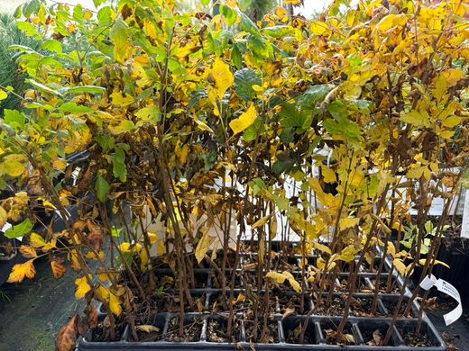 Koelreuteria paniculata - Árbol de los Farolillos