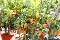 Kumquat em vaso, Citrus fortunella margarita