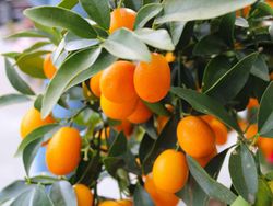 Kumquat em vaso, Citrus fortunella margarita