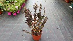 Lagerstroemia indica ‘Double Feature’ – Lagerstroemia indica de flores dobradas