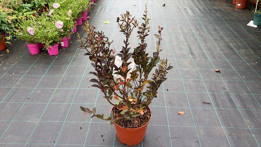 Lagerstroemia indica ‘Double Feature’ – Lagerstroemia indica de flores dobradas