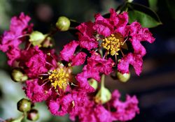 Lagerstroemia indica ‘Double Feature’ – Lagerstroemia indica de flores dobradas