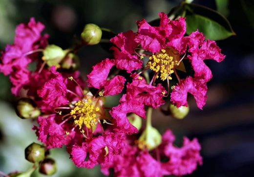 Lagerstroemia indica ‘Double Feature’ – Lagerstroemia indica de flores dobradas