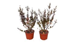 Lagerstroemia indica ‘Double Feature’ – Lagerstroemia indica de flores dobradas