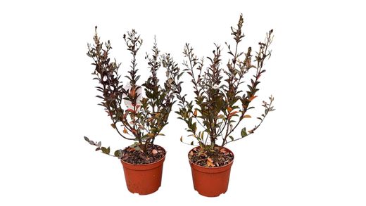 Lagerstroemia indica ‘Double Feature’ – Lagerstroemia indica de flores dobradas