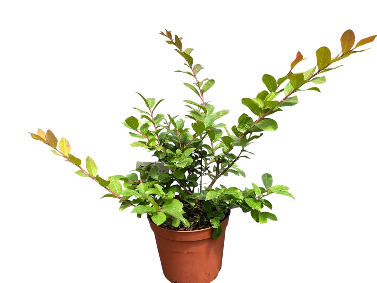 Lagerstroemia indica Eveline, Arbol de Jupiter rosa arbustivo Maceta de 3 litros. Altura de la planta 30/40 cm