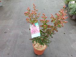 Lagerstroemia indica Fuchsia d'Eté
