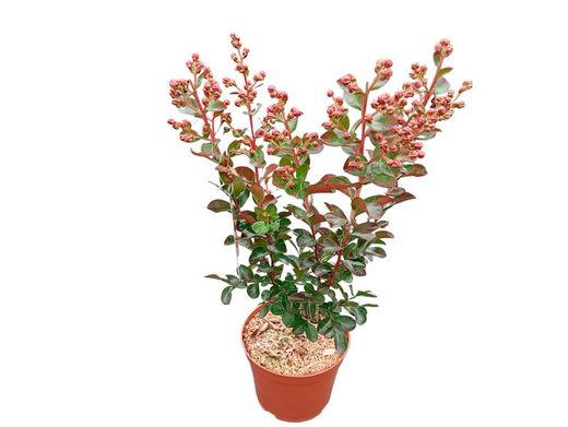 Lagerstroemia indica Fuchsia d'Eté