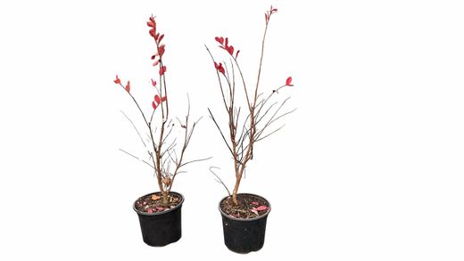 Lagerstroemia indica "Indiya Charms Violete"