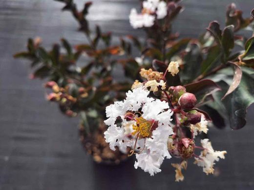 Lagerstroemia indica "Nivea"