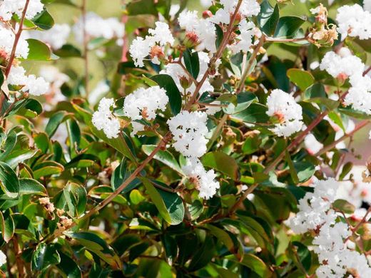 Lagerstroemia indica "Nivea"