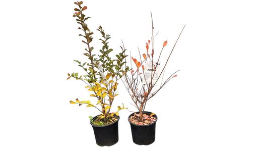 Lagerstroemia indica "Nivea"