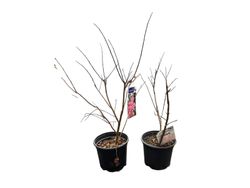 Lagerstroemia indica "Pink Grand Sud"